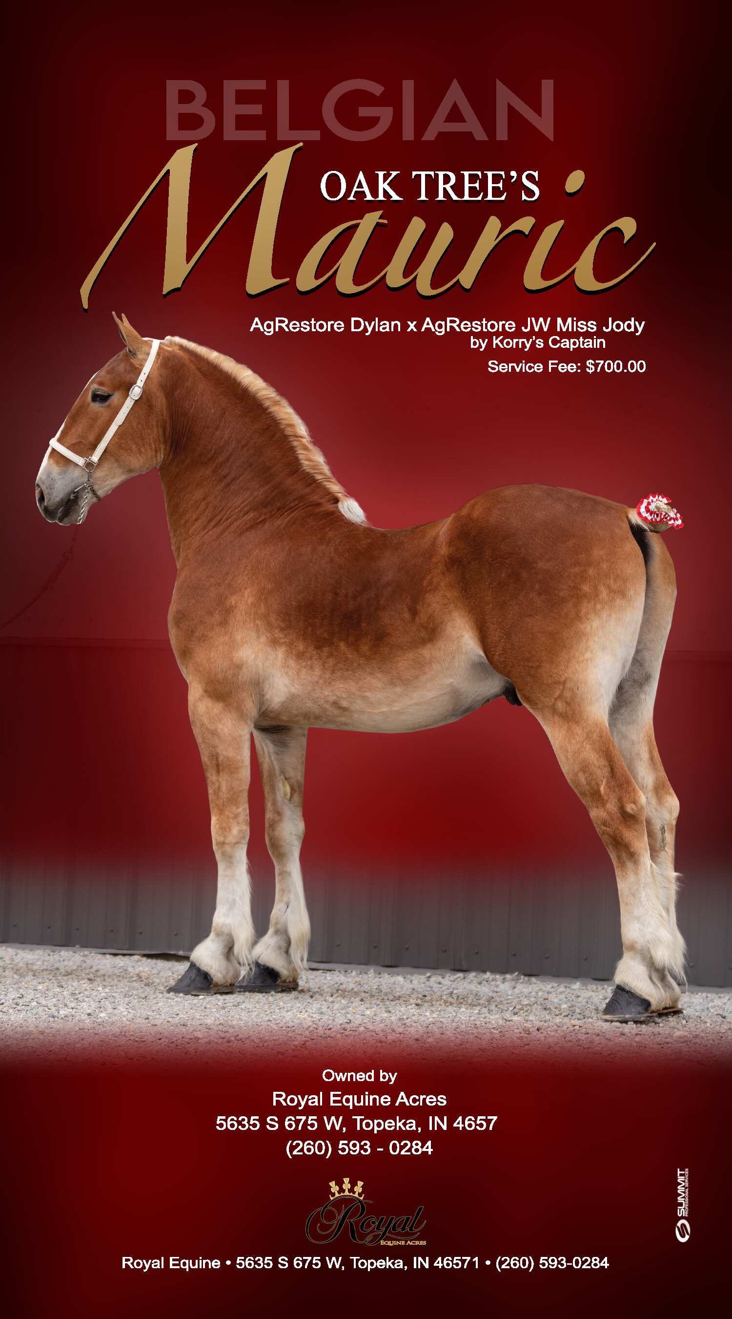 Indiana Belgian Draft Horse Association